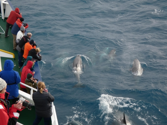 PLA27-25, Day 10, P1170863 © Unknown photographer - Oceanwide Expeditions.JPG