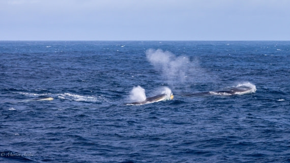 PLA27-25, Day 13, 088A6875 © Martin Anstee - Oceanwide Expeditions.jpg