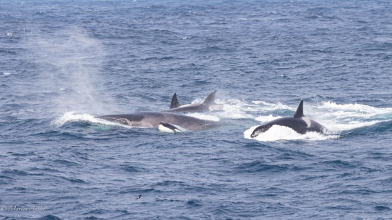 PLA27-25, Day 13, 088A6898 © Martin Anstee - Oceanwide Expeditions.jpg