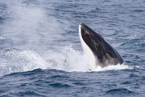 PLA27-25, Day 13, 088A6923 © Martin Anstee - Oceanwide Expeditions.jpg