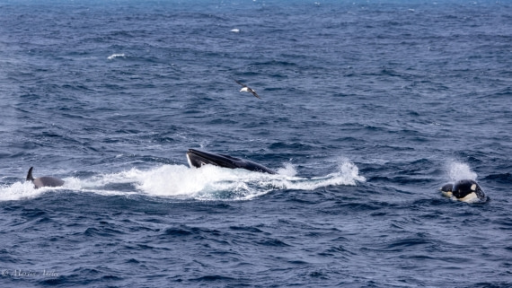 PLA27-25, Day 13, 088A6933 © Martin Anstee - Oceanwide Expeditions.jpg