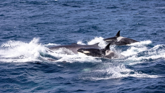 PLA27-25, Day 13, 088A6958 © Martin Anstee - Oceanwide Expeditions.jpg