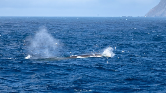 PLA27-25, Day 13, 766A1008 © Susanne Polap - Oceanwide Expeditions.jpg