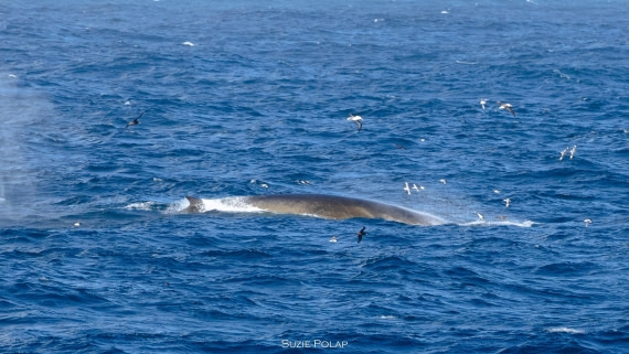 PLA27-25, Day 13, 766A1016 © Susanne Polap - Oceanwide Expeditions.jpg