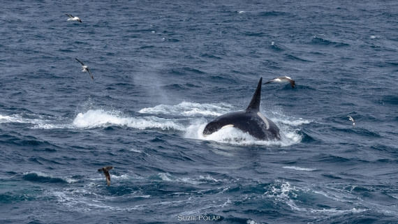 PLA27-25, Day 13, 766A1210 © Susanne Polap - Oceanwide Expeditions.jpg