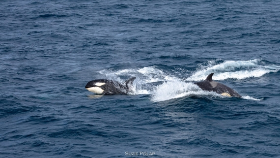 PLA27-25, Day 13, 766A1245 © Susanne Polap - Oceanwide Expeditions.jpg