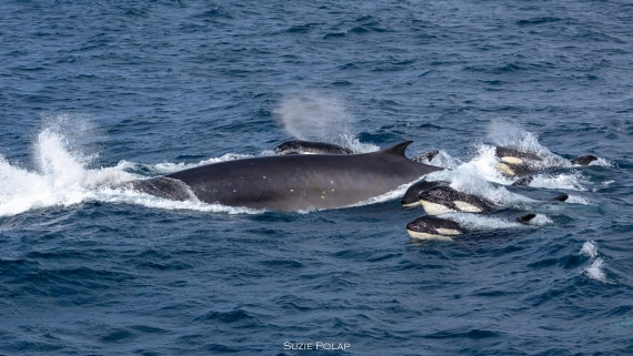 PLA27-25, Day 13, 766A1274 © Susanne Polap - Oceanwide Expeditions.jpg