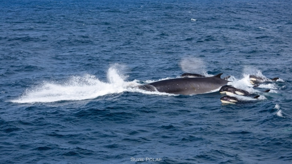 PLA27-25, Day 13, 766A1275 © Susanne Polap - Oceanwide Expeditions.jpg