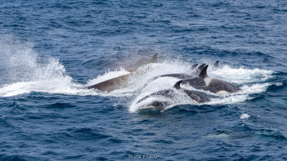 PLA27-25, Day 13, 766A1276 © Susanne Polap - Oceanwide Expeditions.jpg