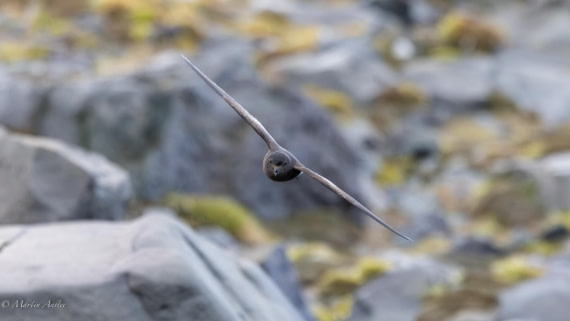 PLA27-25, Day 14, 088A7032 © Martin Anstee - Oceanwide Expeditions.jpg