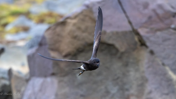 PLA27-25, Day 14, 088A7038 © Martin Anstee - Oceanwide Expeditions.jpg