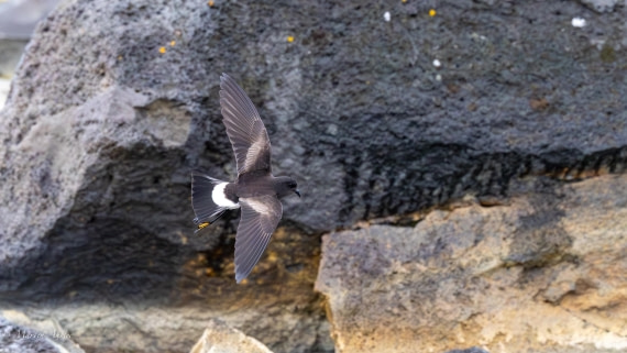 PLA27-25, Day 14, 088A7063 © Martin Anstee - Oceanwide Expeditions.jpg