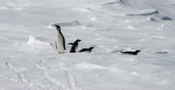 PLA27-25, Day 15, DSC03739 © Unknown photographer - Oceanwide Expeditions.jpg