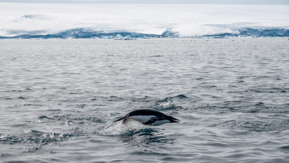 PLA27-25, Day 15, DSC03838 © Unknown photographer - Oceanwide Expeditions.jpg