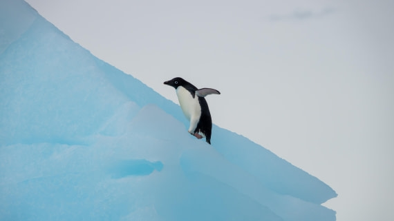 PLA27-25, Day 15, DSC03867 © Unknown photographer - Oceanwide Expeditions.jpg