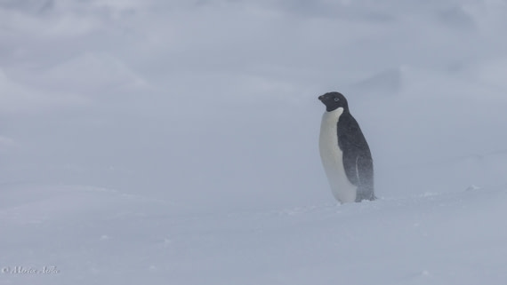 PLA27-25, Day 15, 088A7173 © Martin Anstee - Oceanwide Expeditions.jpg