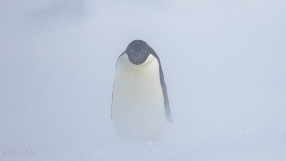 PLA27-25, Day 15, 088A7181 © Martin Anstee - Oceanwide Expeditions.jpg