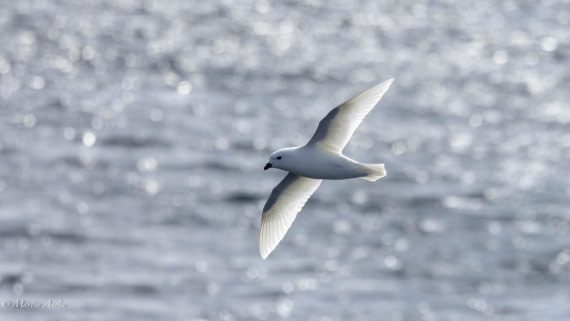 PLA27-25, Day 15, 088A7219 © Martin Anstee - Oceanwide Expeditions.jpg