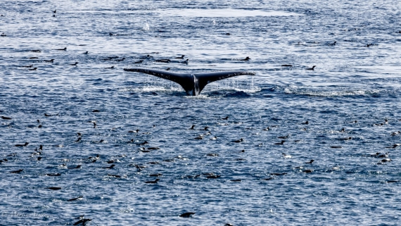 PLA27-25, Day 15, 088A7361 © Martin Anstee - Oceanwide Expeditions.jpg