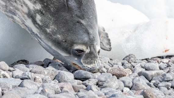 PLA27-25, Day 15, 088A7383 © Martin Anstee - Oceanwide Expeditions.jpg