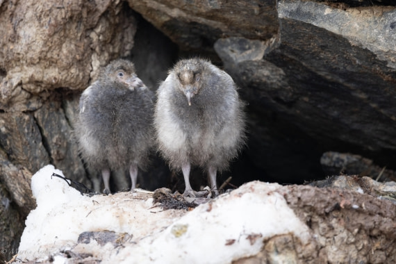 PLA27-25, Day 15, 088A7488 © Martin Anstee - Oceanwide Expeditions.jpg