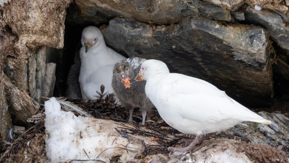 PLA27-25, Day 15, 088A7550 © Martin Anstee - Oceanwide Expeditions.jpg