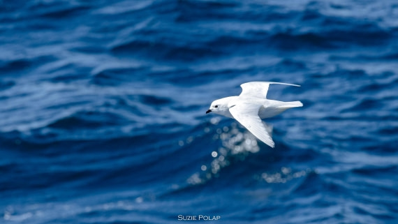 PLA27-25, Day 15, 766A1779 © Susanne Polap - Oceanwide Expeditions.jpg