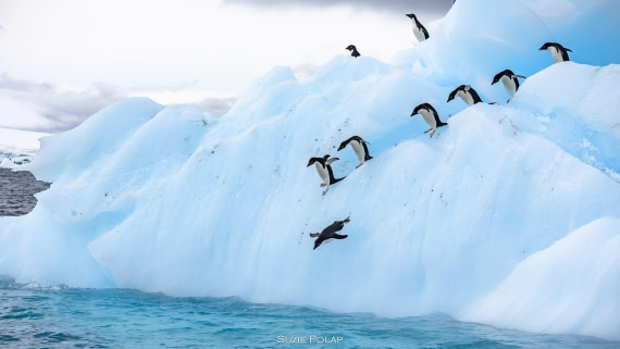 PLA27-25, Day 15, 766A2196 © Susanne Polap - Oceanwide Expeditions.jpg