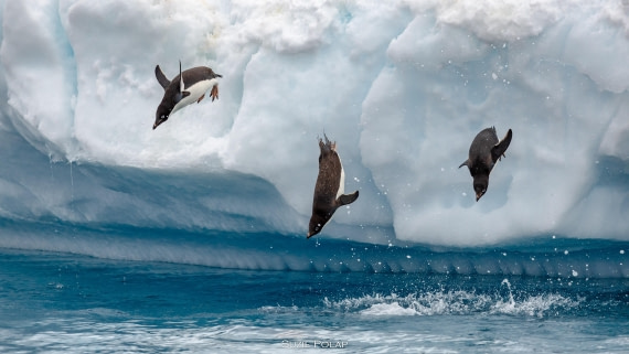 PLA27-25, Day 15, 766A2688 © Susanne Polap - Oceanwide Expeditions.jpg