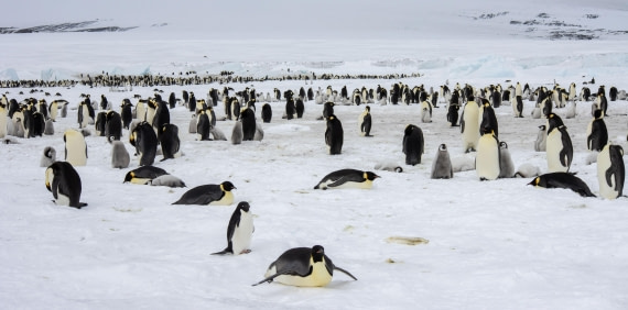 Snow Hill Island, Antarctica, Weddell Sea, IMG_5141 © Alexandra den Dikken - Oceanwide Expeditions