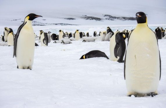 Snow Hill Island, Antarctica, Weddell Sea, IMG_5150 © Alexandra den Dikken - Oceanwide Expeditions