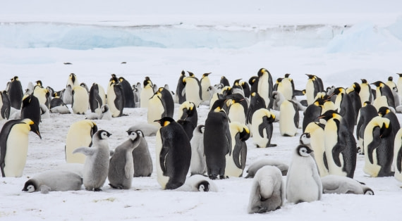 Snow Hill Island, Antarctica, Weddell Sea, IMG_5192 © Alexandra den Dikken - Oceanwide Expeditions