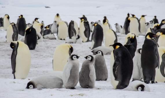 Snow Hill Island, Antarctica, Weddell Sea, IMG_5193 © Alexandra den Dikken - Oceanwide Expeditions