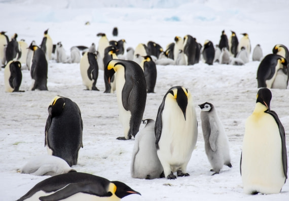Snow Hill Island, Antarctica, Weddell Sea, IMG_5195 © Alexandra den Dikken - Oceanwide Expeditions