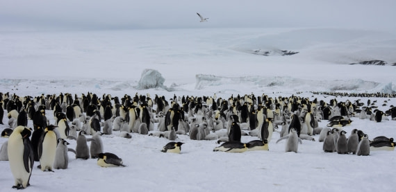 Snow Hill Island, Antarctica, Weddell Sea, IMG_5928 © Alexandra den Dikken - Oceanwide Expeditions