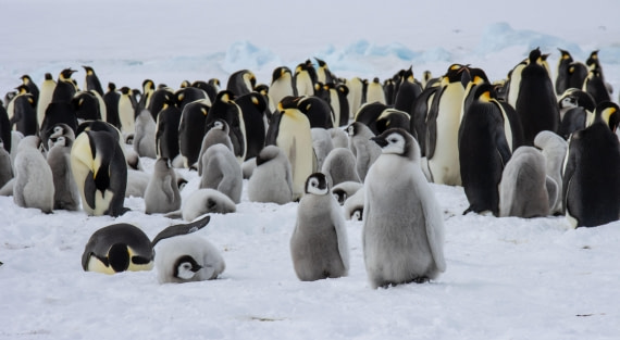 Snow Hill Island, Antarctica, Weddell Sea, IMG_5337 © Alexandra den Dikken - Oceanwide Expeditions