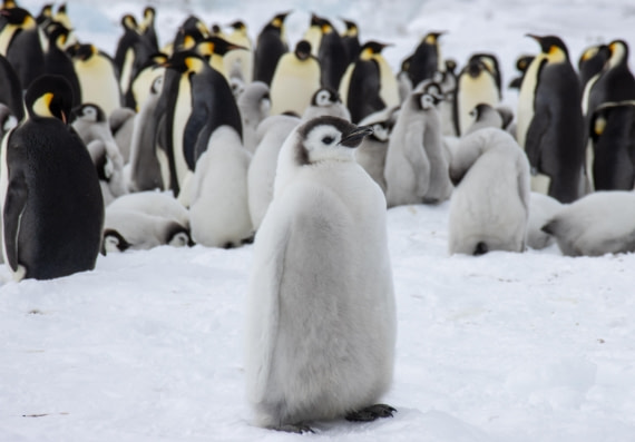 Snow Hill Island, Antarctica, Weddell Sea, IMG_5346 © Alexandra den Dikken - Oceanwide Expeditions