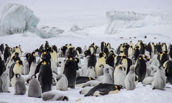 Snow Hill Island, Antarctica, Weddell Sea, IMG_5377 © Alexandra den Dikken - Oceanwide Expeditions