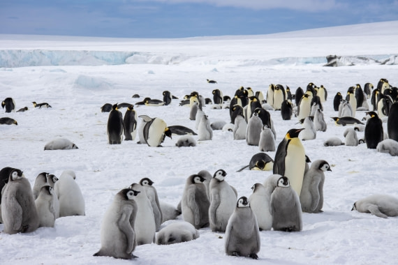 Snow Hill Island, Antarctica, Weddell Sea, IMG_5378 © Alexandra den Dikken - Oceanwide Expeditions