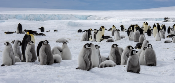 Snow Hill Island, Antarctica, Weddell Sea, IMG_5380 © Alexandra den Dikken - Oceanwide Expeditions