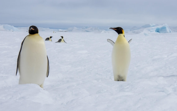 Snow Hill Island, Antarctica, Weddell Sea, IMG_5384 © Alexandra den Dikken - Oceanwide Expeditions