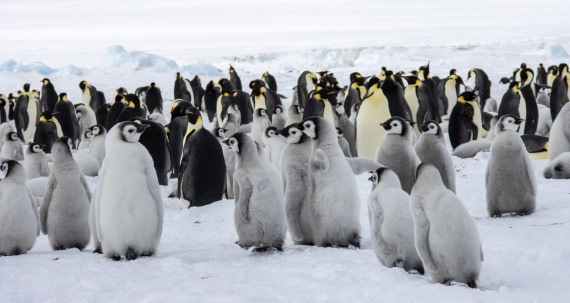Snow Hill Island, Antarctica, Weddell Sea, IMG_5400 © Alexandra den Dikken - Oceanwide Expeditions