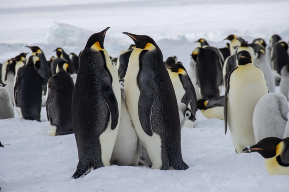 Snow Hill Island, Antarctica, Weddell Sea, IMG_5401 © Alexandra den Dikken - Oceanwide Expeditions