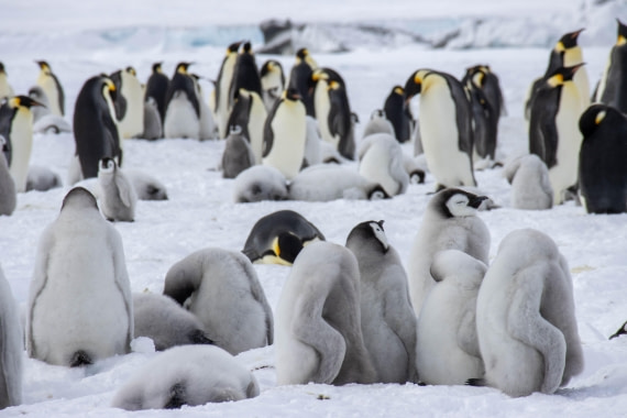 Snow Hill Island, Antarctica, Weddell Sea, IMG_5417 © Alexandra den Dikken - Oceanwide Expeditions