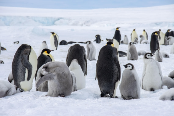 Snow Hill Island, Antarctica, Weddell Sea, IMG_5419 © Alexandra den Dikken - Oceanwide Expeditions
