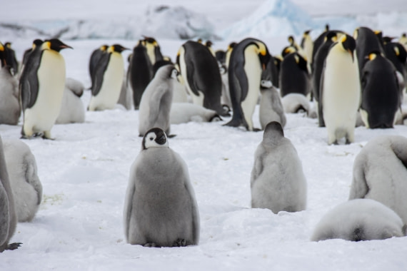Snow Hill Island, Antarctica, Weddell Sea, IMG_5526 © Alexandra den Dikken - Oceanwide Expeditions
