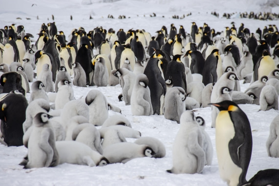 Snow Hill Island, Antarctica, Weddell Sea, IMG_5615 © Alexandra den Dikken - Oceanwide Expeditions