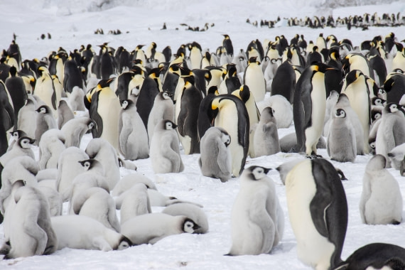 Snow Hill Island, Antarctica, Weddell Sea, IMG_5632 © Alexandra den Dikken - Oceanwide Expeditions