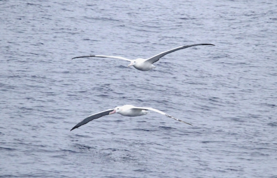 OTL29-25, Day 2, IMG_2899 © Unknown photographer - Oceanwide Expeditions.JPG