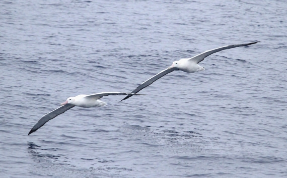 OTL29-25, Day 2, IMG_2901 © Unknown photographer - Oceanwide Expeditions.JPG